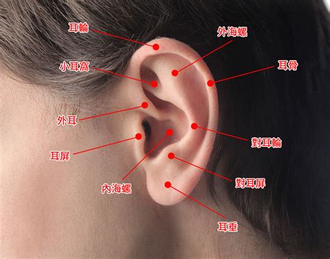 八字 花馬庫 疼痛指數耳洞位置